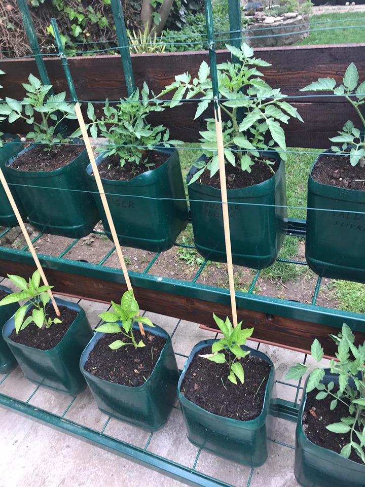 Vertikálna bylinková záhrada z plastových nádob - rajčiny a papriky