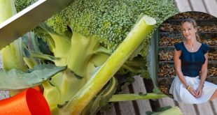 Brokolicove kličky a brokolica - zdravotné účinky
