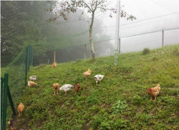 Farmári na Slovensku a kvalitné produkty