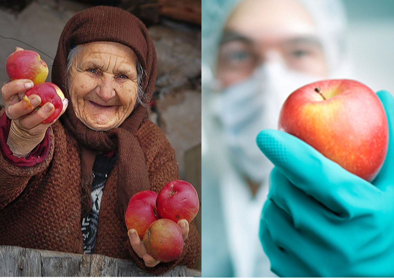 GMO potraviny