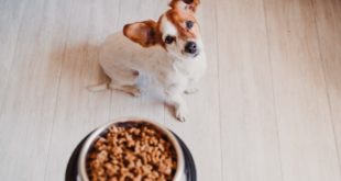 Ako správne kŕmiť šteniatko