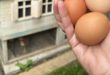 XXL vajíčka - naše sliepky znášajú veľké XXL vajíčka. Takto sa o ne staráme